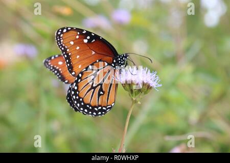 Primo piano di una farfalla monarca su un viola di fiori selvaggi circa a volare lontano Foto Stock