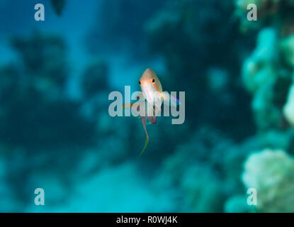 Lyretail anthias, Pseudanthias squamipinnis, in Coral reef, Hamata, Egitto, Mar Rosso. Foto Stock