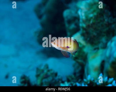 Lyretail anthias, Pseudanthias squamipinnis, in Coral reef, Hamata, Egitto, Mar Rosso. Foto Stock