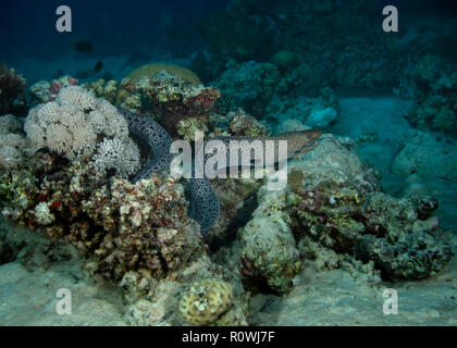 Murena Gigante, Gymnothorax javanicus, in Coral reef, Hamata, Mar Rosso, Egitto Foto Stock