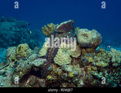 Giorno di polpo, Octopus cyanea, ponendo sulla barriera corallina, Hamata, Egitto, Mar Rosso Foto Stock