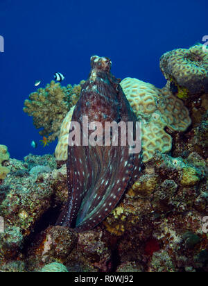 Giorno di polpo, Octopus cyanea, ponendo sulla barriera corallina, Hamata, Egitto, Mar Rosso Foto Stock