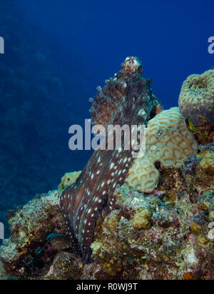 Giorno di polpo, Octopus cyanea, ponendo sulla barriera corallina, Hamata, Egitto, Mar Rosso Foto Stock