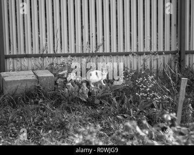 Metà-anno-vecchio gattino nel giardino, foto in bianco e nero Foto Stock