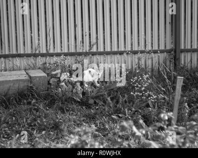 Metà-anno-vecchio gattino nel giardino, foto in bianco e nero Foto Stock