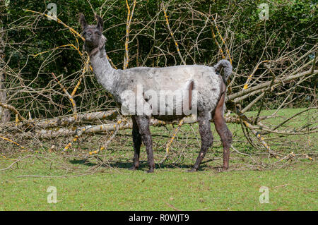 Llama pascolare in un campo Foto Stock