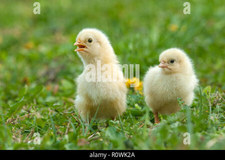 Due giovani adorabili polli in un'erba Foto Stock