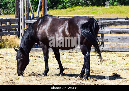 Il cavallo in corallo in Alberta Foto Stock