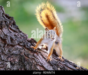 American scoiattolo rosso su un albero, Tamiasciurus hudsonicus, Manitoba, Canada. Foto Stock