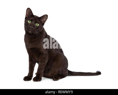 I giovani adulti Havana Brown gattino, seduto e guardando con green eyed dolce faccia inclinata per telecamera. Isolato su uno sfondo bianco. Foto Stock