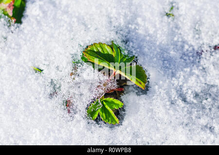 Il verde delle foglie di fragole ricoperte con la prima neve bianca. Vista superiore Foto Stock