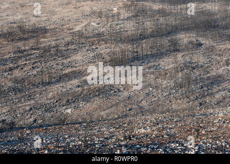 Guincho, Portogallo - 26 October, 2018: alberi bruciati rimanente dopo la grande wildfire permanente sulla collina precedentemente coperto di boschi e di vegetazione vicino Foto Stock