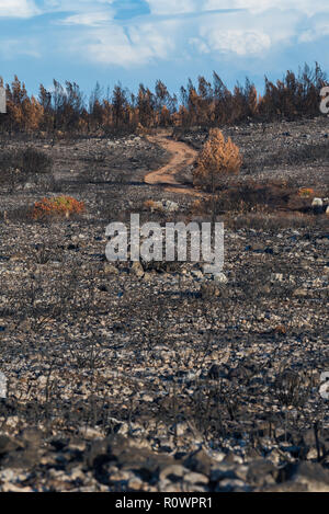 Guincho, Portogallo - 26 October, 2018: una sabbia rossa strada forestale sterrata che conduce attraverso una bruciata area di alberi e cespugli dopo i grandi fuochi con un rem Foto Stock