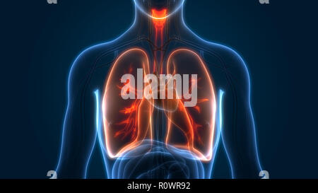 Umano Sistema respiratorio polmoni anatomia Foto Stock