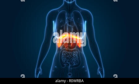 Diaframma umano anatomia Foto Stock