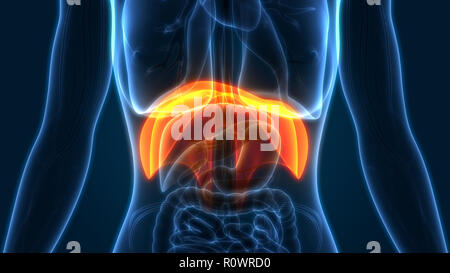 Diaframma umano anatomia Foto Stock