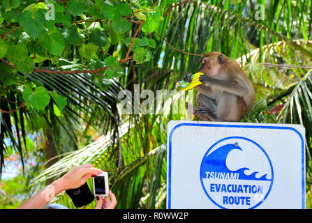 Scimmia con cookie rubato seduto su un tsunami warning sign in Krabi isola, Thailandia mentre la gente a prendere le sue foto Foto Stock