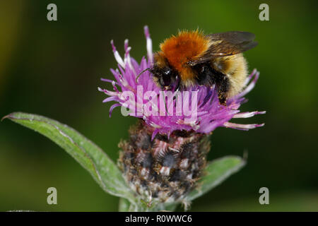 Moss carda a Bumblebee, Bombus muscorum, alimentando il fiordaliso nero,Centaurea nigra Foto Stock