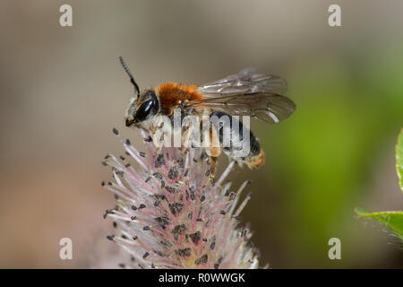 Inizio Mining bee, Andrena haemorrhoa, maschio Foto Stock