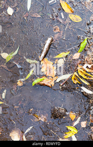 Coperte di ghiaccio pozzanghera con caduta foglie in primo frosty giorni di autunno Foto Stock