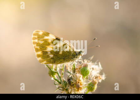 Bagno farfalla bianca, Pontia daplidice, underwings, appoggiata sul fiore. Foto Stock