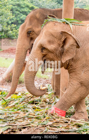 Ritratto di due elefanti di mangiare in un un elefante il salvataggio e il centro di riabilitazione nel nord della Thailandia - Asia Foto Stock