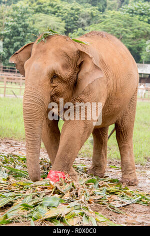 Ritratto di un elefante ferito in piedi in un un elefante il salvataggio e il centro di riabilitazione nel nord della Thailandia - Asia Foto Stock