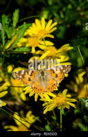 Donna dipinta, farfalla, vanesa Cardui, crogiolarsi al sole su fiore giallo, Andalusia, Spagna, Foto Stock