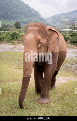 66 Elefante in cammino verso la telecamera dopo passando attraverso l acqua in un elefante il salvataggio e il centro di riabilitazione nel nord della Thailandia - Asia Foto Stock