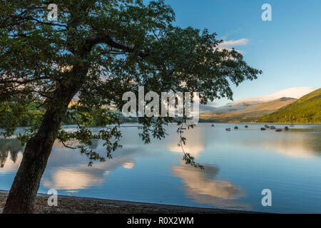 Un albero sulla spiaggia a Kenmore, Loch Tay, Perthshire Scozia, guardando verso Ben Lawers Foto Stock