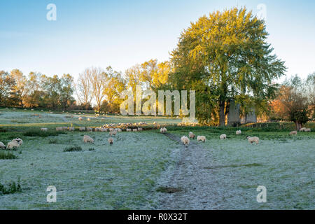 Pecore a piedi lungo un sentiero in autunno la luce a sunrise. Chipping Campden, Gloucestershire, Cotswolds, Inghilterra Foto Stock