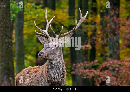 Giovani il cervo (Cervus elaphus) cervo maschio / in autunno foresta delle Ardenne durante la stagione di caccia Foto Stock