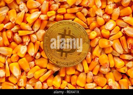 Bitcoin sulla sommità di chicchi di mais, heap immagine concettuale per attività commerciali compresi cryptocurrency relative al commercio di prodotti agricoli in busi Foto Stock