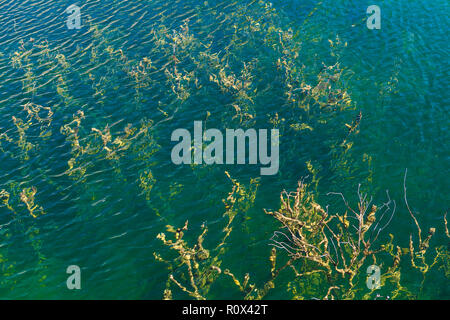 Abbandonata cava allagata con i rami degli alberi in verde acqua, vicino shot. Foto Stock