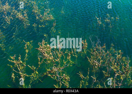 Abbandonata cava allagata con i rami degli alberi in verde acqua, vicino shot. Foto Stock