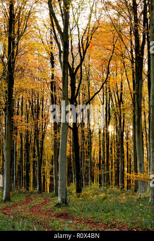 Pomeriggio di autunno la luce del sole in novembre che brilla attraverso i faggi accanto a un bosco via. Il Dorset England Regno Unito GB Foto Stock
