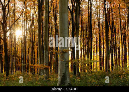 Pomeriggio di sole autunnale nel novembre brilla attraverso faggete e foglie in boschi. Il Dorset England Regno Unito GB Foto Stock