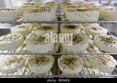 Processo di fabbricazione di piccoli tondi di formaggio a pasta morbida No.3 Foto Stock