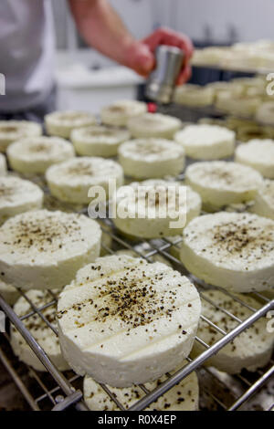 Processo di fabbricazione di piccoli tondi di formaggio a pasta morbida No.6 Foto Stock