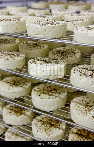 Processo di fabbricazione di piccoli tondi di formaggio a pasta morbida No.8 Foto Stock