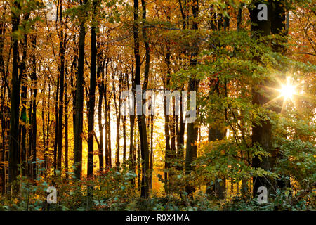 Pomeriggio di sole autunnale nel novembre brilla attraverso faggete e foglie in boschi. Il Dorset England Regno Unito GB Foto Stock