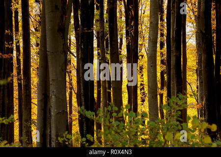 Pomeriggio di sole autunnale nel novembre brilla attraverso faggete e foglie in boschi. Il Dorset England Regno Unito GB Foto Stock