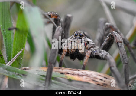Primo piano dello spaventoso-cercando la faccia di un lupo-spider (Hogna radiata) nel suo habitat naturale tra le erbe Foto Stock