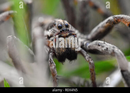 Primo piano dello spaventoso-cercando la faccia di un lupo-spider (Hogna radiata) nel suo habitat naturale tra le erbe Foto Stock