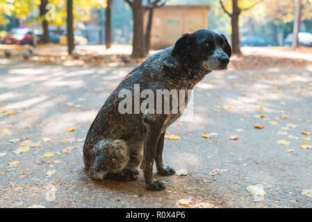 Il vecchio cane randagio ritratto, animale in posa sulla strada Foto Stock