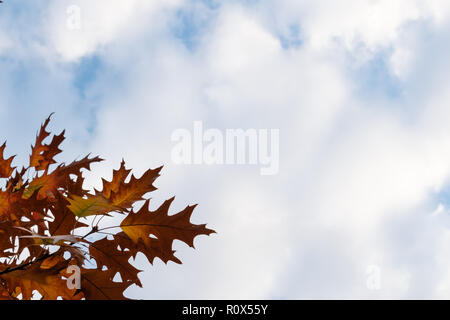 Sfondo con foglie e nuvole di nizza Foto Stock