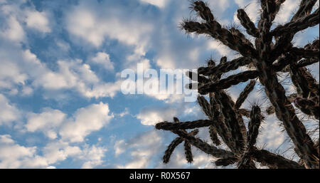 Sfondo con foglie e nuvole di nizza Foto Stock