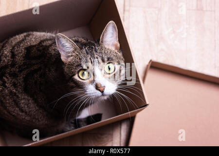 Divertente, cute cat si siede in una scatola di cartone, picchi di fuori Foto Stock