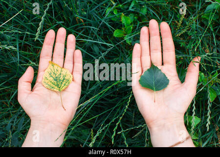 Il giallo e il germoglio verde tra i palmi delle mani. Il concetto di conservazione, ecologia, ambiente Foto Stock