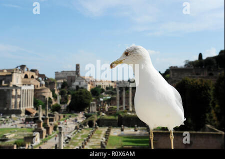 Gentile seagull contro lo sfondo del Foro Romano a Roma, Italia. Foro Romano è una delle principali attrazioni di Roma. Archita storico Foto Stock